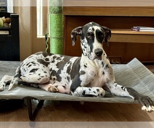 Great Dane Dog Breeder in LAS CRUCES,  USA