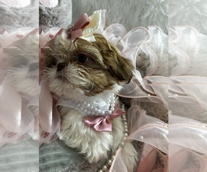 Shih Tzu Dog Breeder near HESPERIA, CA, USA