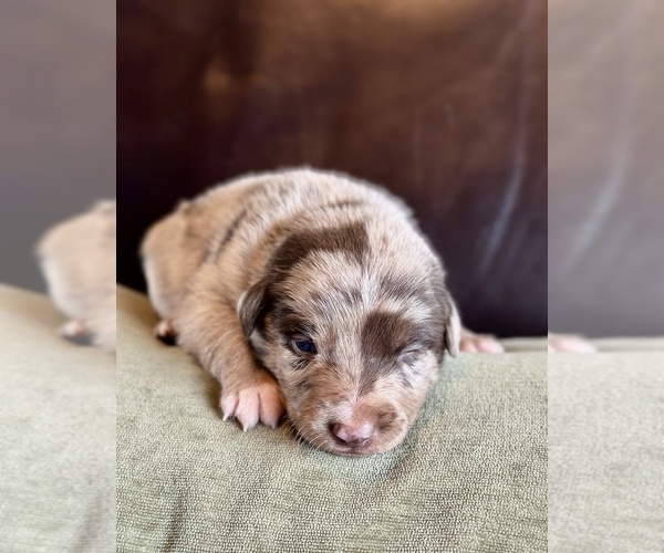 Medium Photo #56  Breeder Profile in CAMAS, WA, USA