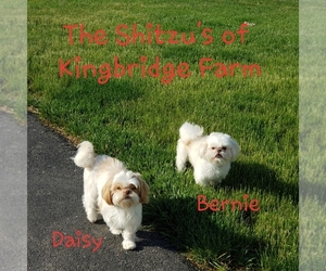 Shih Tzu Dog Breeder near LOWELL, MI, USA