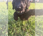Small #11 Breeder Profile image