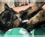 Small Photo #10  Breeder Profile in WAXAHACHIE, TX, USA
