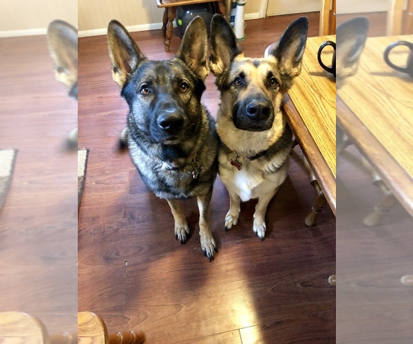 Medium Photo #1  Breeder Profile in SMITHFIELD, PA, USA