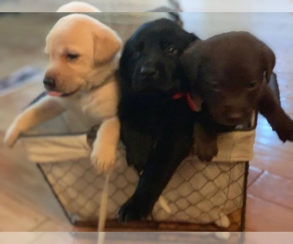Medium Photo #1  Breeder Profile in SARASOTA, FL, USA