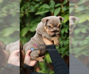 French Bulldog Dog Breeder near MURRIETA, CA, USA
