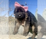 Small #35 Breeder Profile image