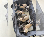 Small #2 Breeder Profile image