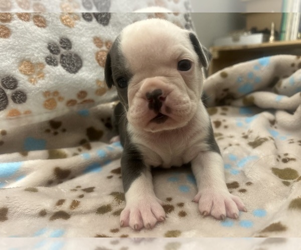 Medium Photo #5  Breeder Profile in SEARCY, AR, USA