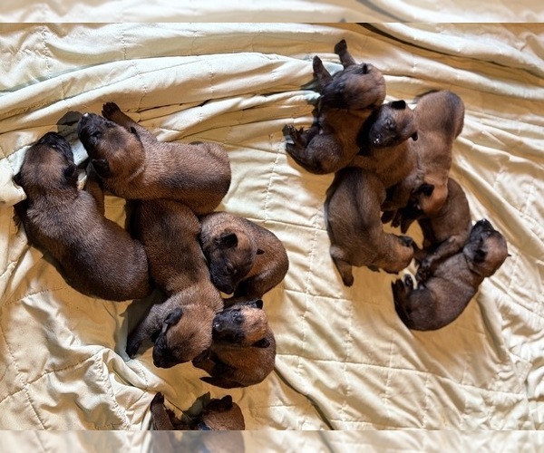 Medium Photo #2  Breeder Profile in PLANT CITY, FL, USA