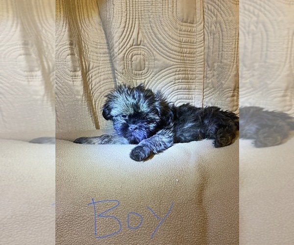 Medium Photo #1  Breeder Profile in VINEMONT, AL, USA
