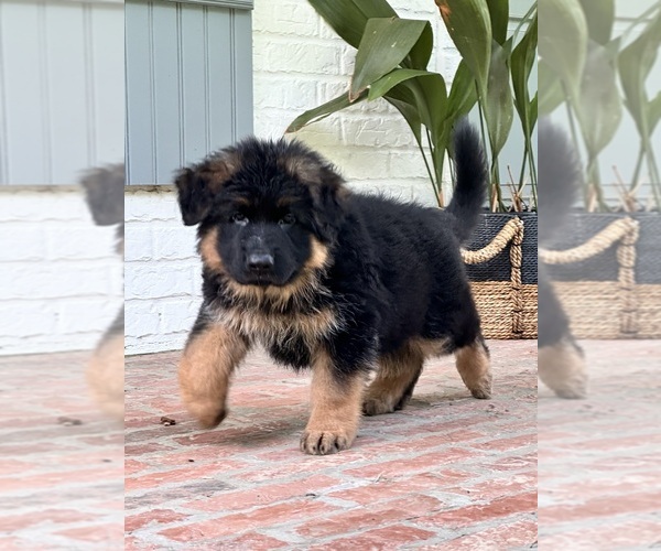 Medium Photo #25  Breeder Profile in COVINGTON, LA, USA