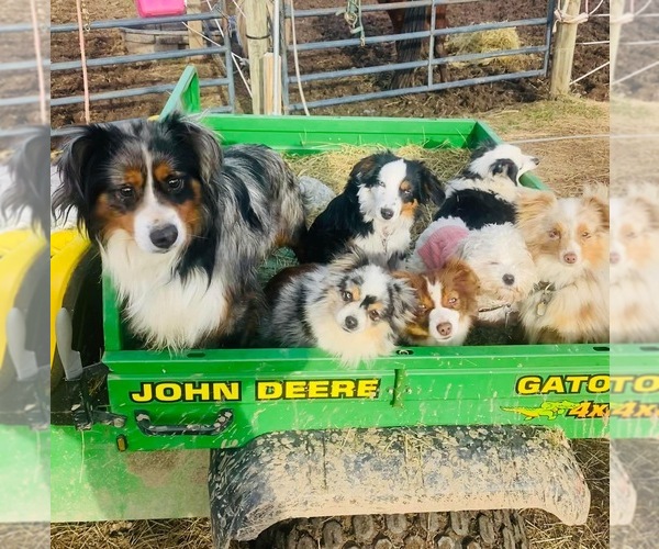 Medium Photo #2  Breeder Profile in COVINGTON, PA, USA