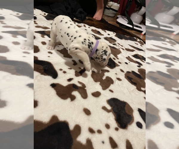 Medium Photo #1  Breeder Profile in GATE CITY, VA, USA