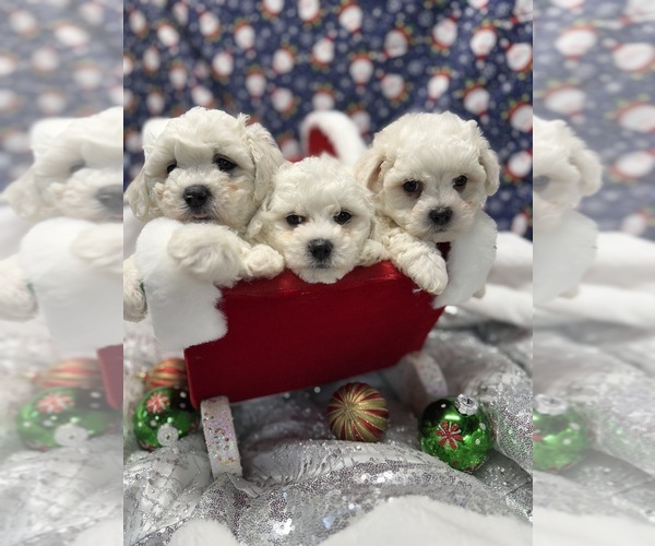 Medium Photo #15  Breeder Profile in PICKFORD, MI, USA