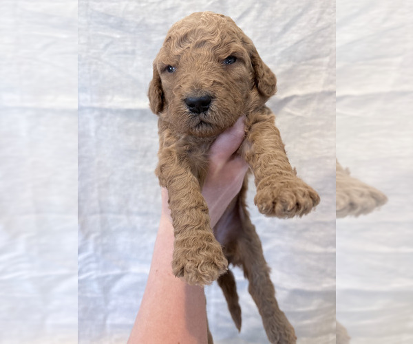 Medium Photo #2  Breeder Profile in CAPE MAY COURT HOUSE, NJ, USA