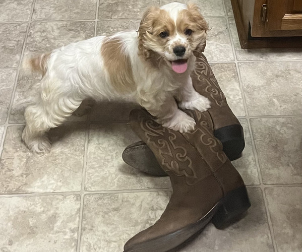 Medium Photo #1  Breeder Profile in TRINITY, NC, USA