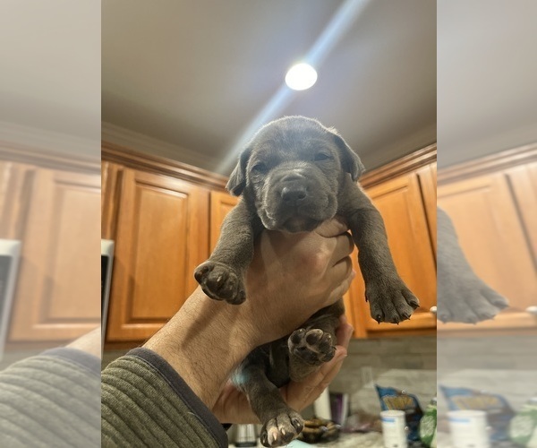 Medium Photo #1  Breeder Profile in BONAIRE, GA, USA