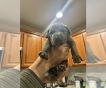 Small breeder photo