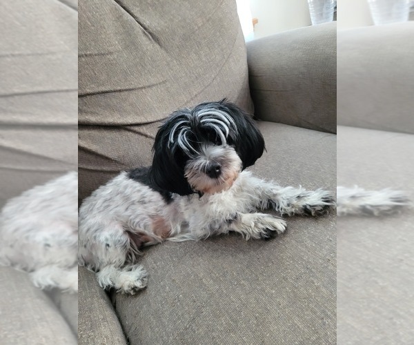 Medium Photo #1  Breeder Profile in RAYMORE, MO, USA