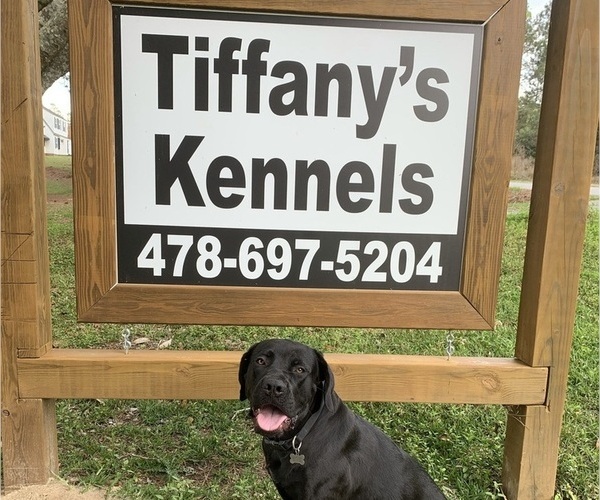 Medium Photo #1  Breeder Profile in LYONS, GA, USA