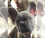 Small breeder photo