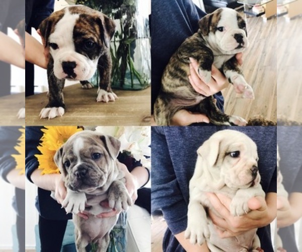 Medium Photo #1  Breeder Profile in ASPEN, CO, USA
