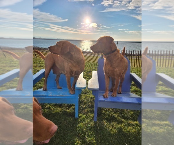 Medium Photo #43  Breeder Profile in BUFFALO, NY, USA