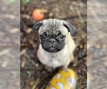 Small breeder photo