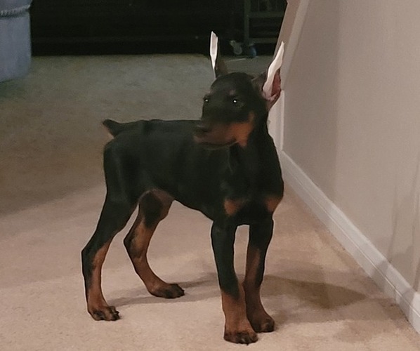Medium Photo #1  Breeder Profile in HEMET, CA, USA