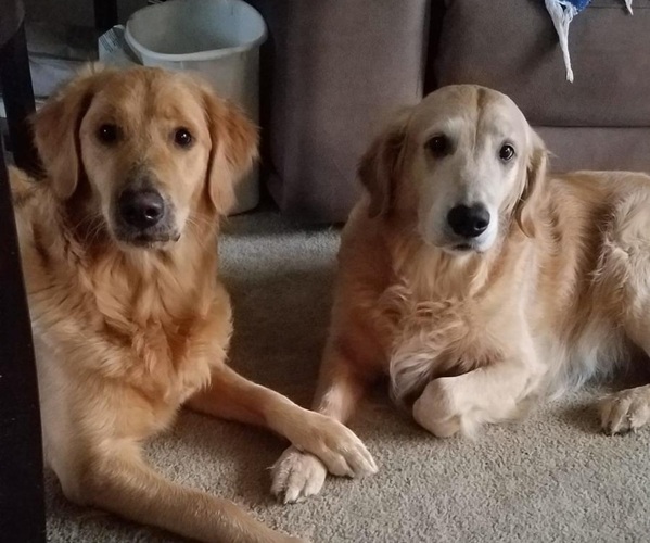 Medium Photo #1  Breeder Profile in GRANTS PASS, OR, USA