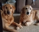 Small breeder photo