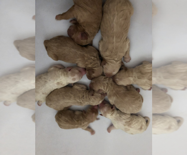 Medium Photo #1  Breeder Profile in NEVADA, MO, USA