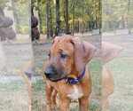 Small Photo #19  Breeder Profile in ALBA, TX, USA