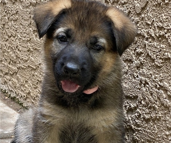 Medium Photo #1  Breeder Profile in CHANDLER HEIGHTS, AZ, USA