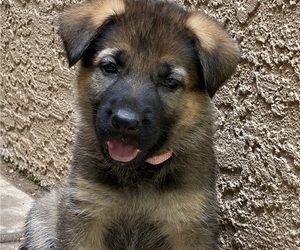 German Shepherd Dog Dog Breeder near CHANDLER HEIGHTS, AZ, USA