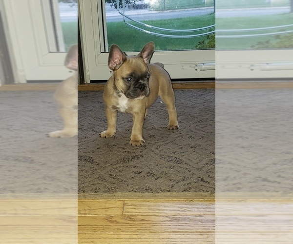 Medium Photo #1  Breeder Profile in BARESVILLE, PA, USA