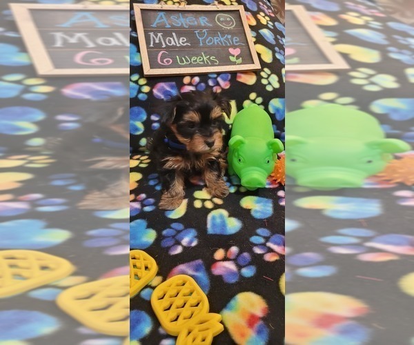 Medium Photo #202  Breeder Profile in AKRON, OH, USA