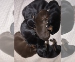 Small #34 Breeder Profile image