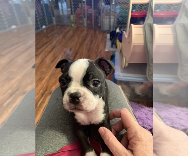 Medium Photo #1  Breeder Profile in ALOHA, OR, USA