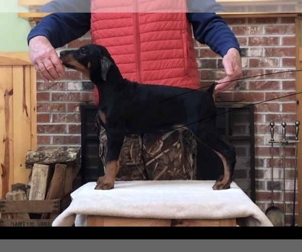 Medium Photo #1  Breeder Profile in BOWDEN, WV, USA