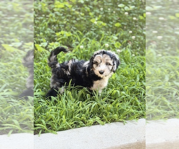 Medium Photo #6  Breeder Profile in CLEMSON, SC, USA