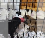Small #44 Breeder Profile image