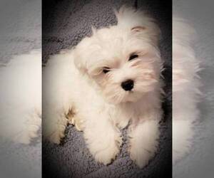 Main photo of Maltese Dog Breeder near ROWLETT, TX, USA
