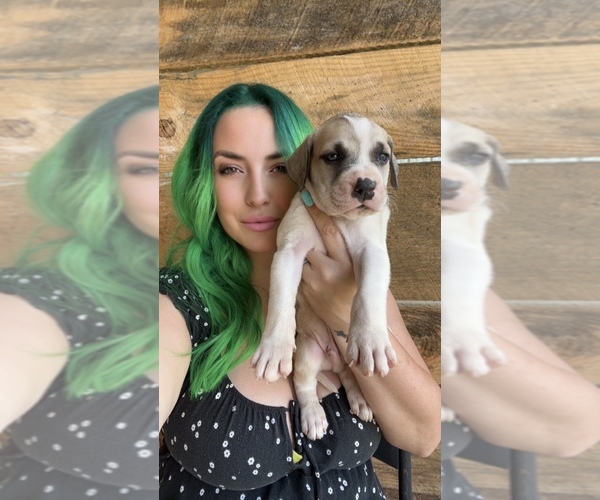 Medium Photo #1  Breeder Profile in SOMERVILLE, TN, USA