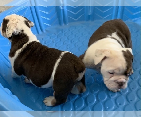 Medium Photo #4  Breeder Profile in VICTORVILLE, CA, USA