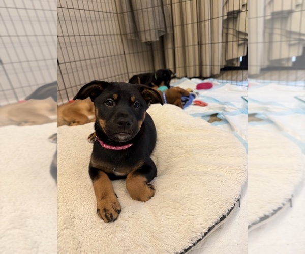 Medium Photo #5  Breeder Profile in CUPERTINO, CA, USA