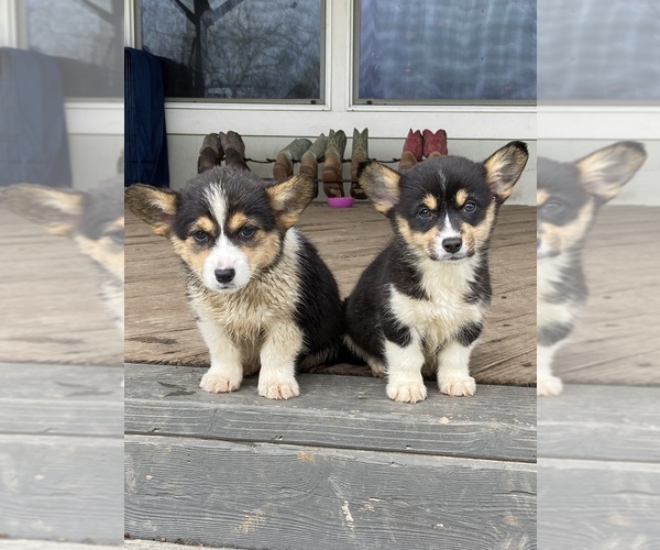 Medium Photo #1  Breeder Profile in VISALIA, CA, USA