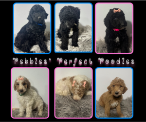 Poodle (Standard) Dog Breeder near CHUNCHULA, AL, USA