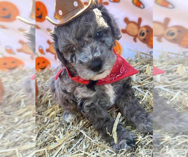 Medium Photo #6  Breeder Profile in INMAN, SC, USA