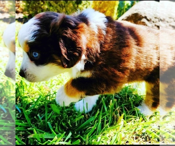 Medium Photo #6  Breeder Profile in MONTEREY, CA, USA